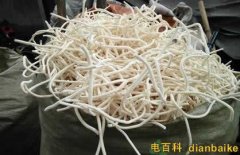 通草怎么吃下奶快？通草图片和副作用及通草的功效与作用禁